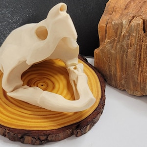 Pode incluir: Um crânio creme com órbitas oculares e mandíbula visíveis, repousando sobre uma fatia de madeira redonda com borda de casca natural. Um pedaço de madeira áspera e marrom está por perto.