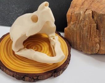 Alligator Snapping Turtle Skull Replica | Amphibian Lover Gifts | Customizable Color & Size | Taxidermy / Anatomy Teaching