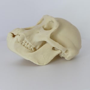 Small Chimpanzee Skull Replica – Realistic Anatomical Model for Educational, Decor, or Collection