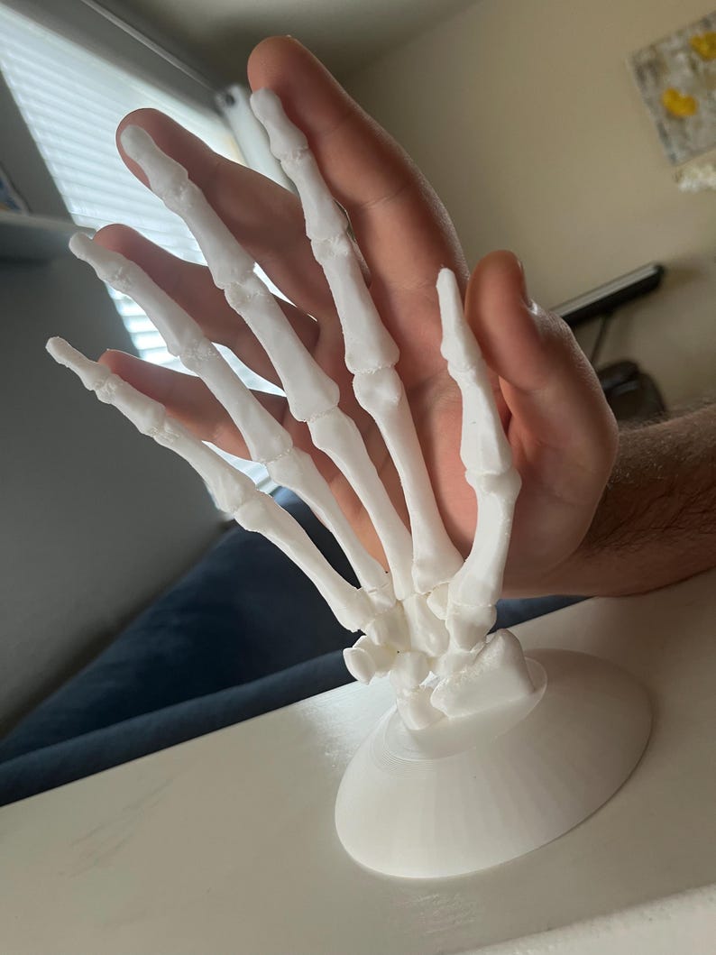 Anatomical Hand Model: Detailed Anatomy Replica, Educational Tool - Etsy
