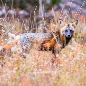 Cross Fox in Wyoming