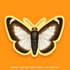 May include: A sticker of a brown and white moth with black markings. The moth is on a yellow background. The text "Common Spring (Helio mata cycladata)" is below the moth.