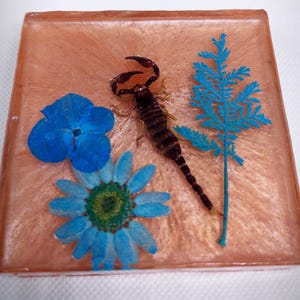 Small scorpion with pressed flowers