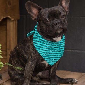 May include: A black and brown French bulldog wearing a turquoise bandana with the words "Zoomies on Pause!" repeated in black.