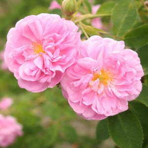 Turkish Rose Absolute | Signature 2024 Harvest | Rosa damascena