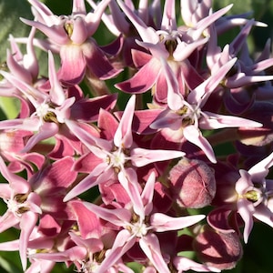 SHOWY MILKWEED (Asclepias speciosa) Seeds