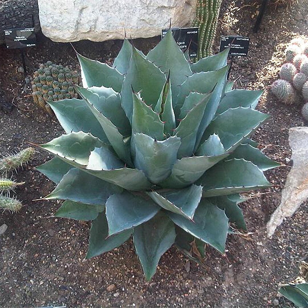 Agave Colorata - Mescal Ceniza - Etsy