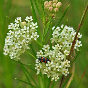 WHORLED MILKWEED (Asclepias verticillata) Seeds
