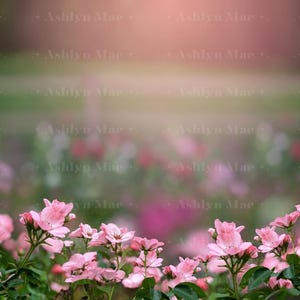 Floral Flush Garden Digital Background, Pink Flower Garden Backdrop, Backdrop for Photographers, Nature Digital Background, Blurred Scene