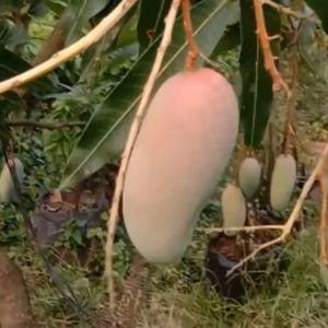 Premium Grafted Mango Mahchanok (Mangifera indica L.)| Rare Thai Mango Seedling | Soil‑Free, Phyto Certified | Ship Worldwide
