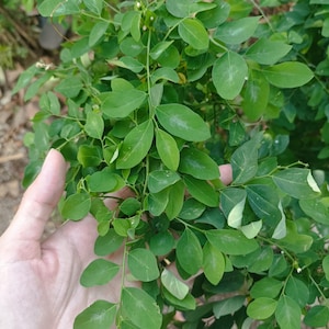 Katuk (Sauropus androgynus) Cuttings Ready for Planting, Katuk Cutting Stem ready for Growing