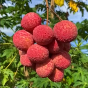 Premium Grafted Red Lychee (Litchi chinensis) | Rare Tropical Seedling | Soil‑Free, Phyto‑Certified | Ship Worldwide