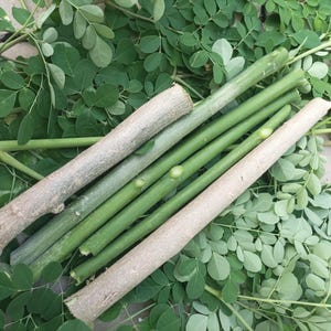 Moringa Oleifera Cuttings, Fresh Drumstick Tree Stems for Growing, Fresh Cutting Stems Moringa Oleifera, Moringa Ready for Planting