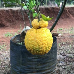 Rare Grafted Dekopon Orange | Citrus reticulata × sinensis Seedling | Soil‑Free, Phyto‑Certified | Ship Worldwide