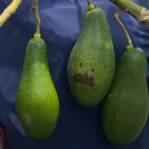Rare Grafted Namlong Avocado | Persea americana &#39;Namlong&#39; Seedling | Soil‑Free, Phyto‑Certified | Ship Worldwide