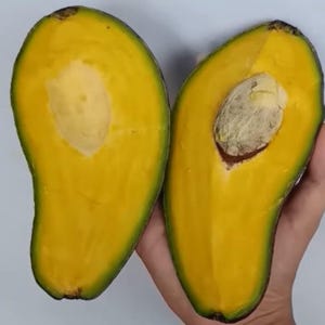 Rare Grafted Avocado SWY 02 | Persea americana Seedling | Soil‑Free, Phyto‑Certified | Ship Worldwide
