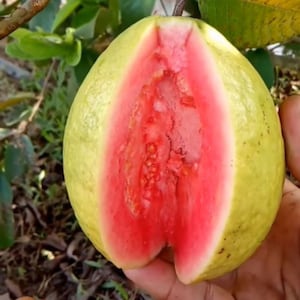 Premium Grafted Red Crystal Guava Fruit Tree (Psidium guajava L.) | Rare Tropical Seedling | Soil‑Free, Phyto‑Certified | Ship Worldwide