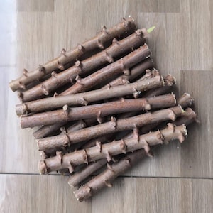 Fresh Cassava Cuttings – Rare &#39;Cheesy&#39; Variety (Manihot esculenta) for Growing & Home Garden Propagation – Free Phytosanitary