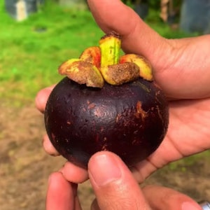 Mangosteen ‘Kaligesing’ Grafted Seedling (Garcinia mangostana), 50–60 cm