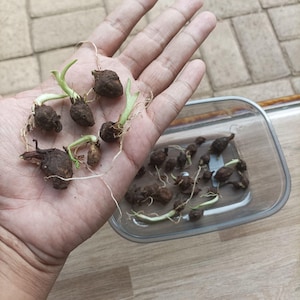 Rare Alocasia Corms | Exotic 10 variant Alocasia Corms | Original and Freshly harvested from Indonesian Alocasia growers