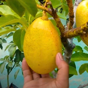 Premium Grafted Avocado Yellow Vietnam (Persea Americana Mill.) | Rare Tropical Seedling | Soil‑Free, Phyto‑Certified | Ship Worldwide