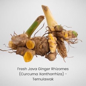 Java Ginger Rhizomes (Curcuma Xanthorrhiza) – Fresh Temulawak Bulbs Ready for Planting