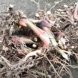 White Cardamom Bulbs (Amomum cardamomum) – Fresh & Ready to Grow | Organic Kapulaga Herbal Rhizome