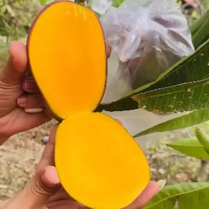 Rare Grafted Sweet Mango Miyazaki | Mangifera indica Seedling | Soil‑Free, Phyto‑Certified | Ship Worldwide