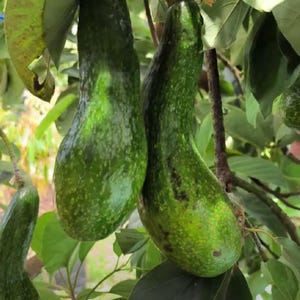 Premium Grafted Avocado SAB 034 Fruit Tree (Persea americana Mill.) | Rare Tropical Seedling | Soil‑Free, Phyto‑Certified | Ship Worldwide