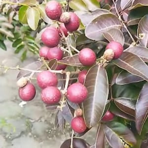 Premium Grafted Red Ruby Longan Fruit Tree (Dimocarpus longan Lour.) | Rare Tropical Seedling | Soil‑Free, Phyto‑Certified | Ship Worldwide
