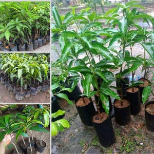 Rare Grafted Mango Seedlings | 19 Exotic Mango Varieties | Fresh Soil‑Free Phytosanitary Kit from Indonesia | Very Good Quality