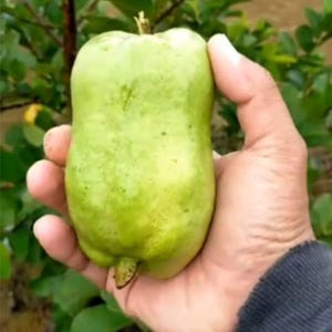 Rare Grafted Red Farang Guava | Psidium guajava ‘Red Farang’ Seedling | Soil‑Free, Phyto‑Certified | Ship Worldwide