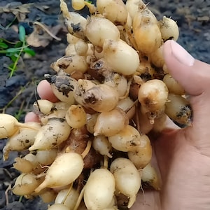 Peacock Ginger Bulbs (Kaempferia Angustifolia) – Rare Temu Pepet Tropical Herb Ready for Planting