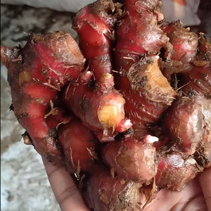 Red Ginger Rhizomes (Zingiber officinale var. Rubrum) – Jahe Merah | Spicy Bulbs Fresh & Ready for Planting