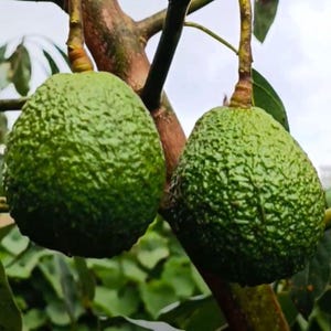 Premium Grafted Avocado Hass (Persea Americana) | Soil‑Free Tropical Starter Tree | Certified Phytosanitary + Global DHL Shipping