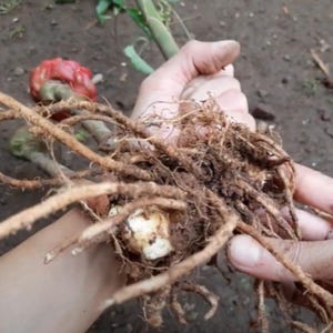White Java Ginger Bulbs (Zingiber Zerumbet) – Organic Lempuyang Rhizomes Ready for Planting