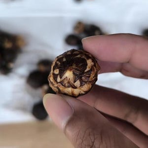 Alocasia New Guinea Gold Corms | Rare Fresh Rooted Bulbs | Tropical Collector Aroid | Live Corm with Phytosanitary Docs
