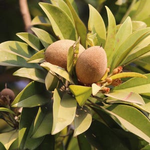 Fresh Organic Sapodilla Seeds (Manilkara zapota) – Tropical Fruit Tree Seeds – Grow Your Own Chikoo Tree