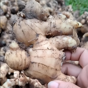 Elephant Ginger Bulbs (Zingiber Officinale Rosc.) – Giant Jahe Gajah Rhizomes Fresh & Ready to Grow