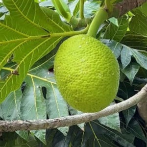Rare Grafted Breadfruit | Artocarpus altilis Seedling | Soil‑Free, Phyto‑Certified | Ship Worldwide