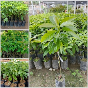 Rare Grafted Avocado Seedlings | 12 Exotic Avocado Varieties | Fresh Soil‑Free with Free Phytosanitary Certificate | Ship Worldwide