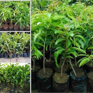 Rare Grafted Guava Seedling | 12 Exotic Grafted Guava Varieties | Fresh & Authentic from Indonesian Fruit Tree Nursery