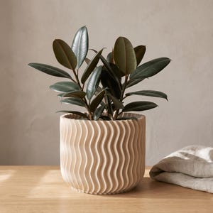 May include: A cream-colored cylindrical plant pot with a vertical wavy, ribbed texture. The pot contains a rubber plant with dark green, oval-shaped leaves. The design features a consistent, repeating pattern of vertical ridges around the exterior.