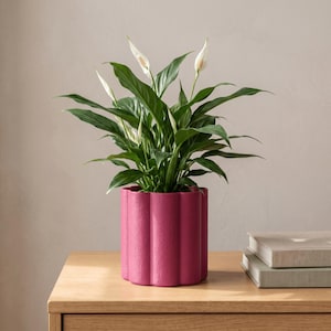 May include: A vibrant magenta cylindrical planter with a vertical scalloped texture containing a lush green peace lily plant. The plant features multiple dark green, pointed leaves and several white spathe flowers with prominent central spadices.