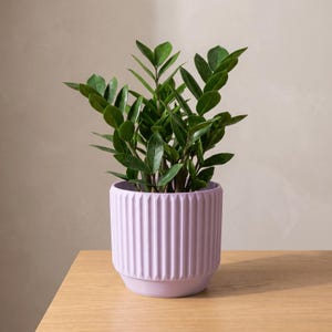 May include: A ZZ plant with glossy, dark green, oval-shaped leaves growing from thick stems, potted in a light lavender, cylindrical planter featuring a vertical ribbed texture and a smooth, matte finish around the exterior surface.
