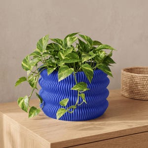 May include: A vibrant blue plant pot with a distinct wavy, ribbed texture. The cylindrical container holds a lush pothos plant featuring variegated green and yellow heart-shaped leaves that spill over the sides of the textured blue vessel.