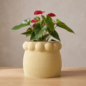 May include: A pale yellow cylindrical planter featuring a textured surface with vertical ribs and a row of rounded, ribbed spheres along the top rim. An anthurium plant with dark green heart-shaped leaves and bright red spathes grows inside.