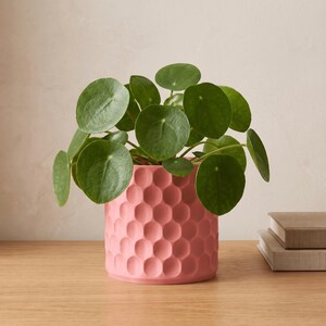 May include: A vibrant pink cylindrical planter featuring a repeating honeycomb-like indented pattern on its exterior. The planter holds a lush green Pilea peperomioides plant with numerous round, flat leaves extending outward from the centre.