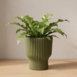 May include: A vibrant green bird's nest fern plant with wavy, elongated leaves potted in a matte olive green cylindrical planter. The planter features a distinct vertical ribbed texture and a slightly tapered base, creating a structured look.