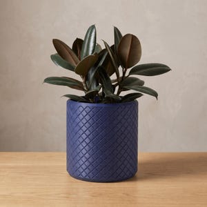 May include: A dark blue cylindrical plant pot with a textured, diamond-shaped lattice pattern on the exterior. The pot contains a rubber plant with thick, glossy, dark green leaves that have a slight reddish-brown tint on the undersides.
